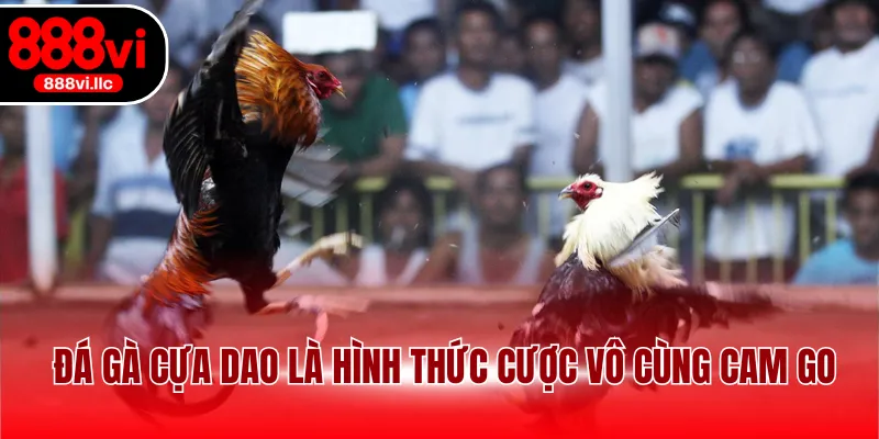 Đá gà cựa dao là hình thức cược vô cùng cam go