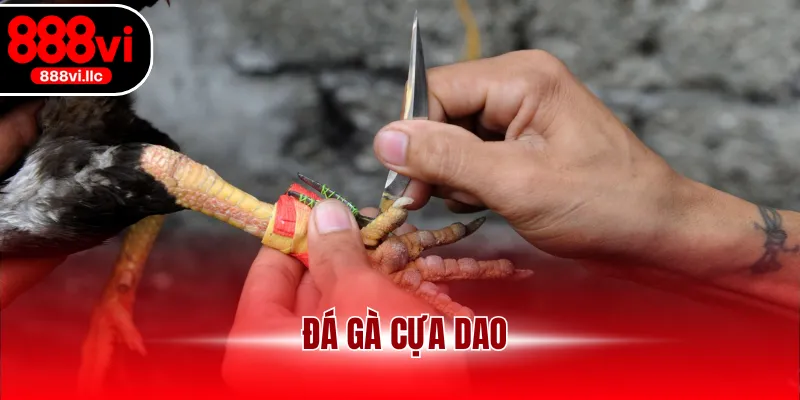 đá gà cựa dao