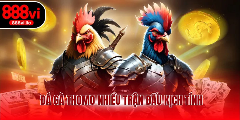 Đá gà Thomo nhiều trận đấu kịch tính