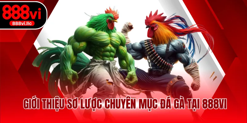 Giới thiệu sơ lược chuyên mục đá gà tại 888VI
