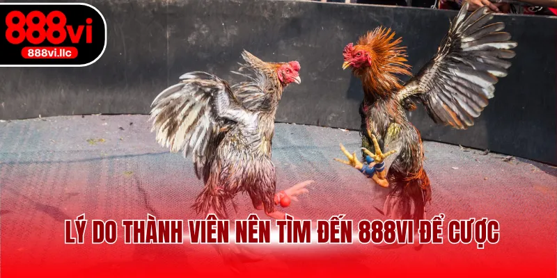 Lý do thành viên nên tìm đến 888VI để cược
