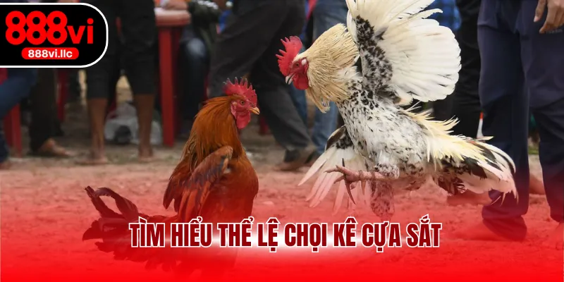 Tìm hiểu thể lệ chọi kê cựa sắt
